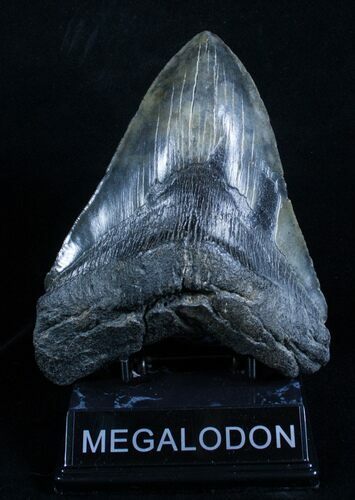 Inch Black Megalodon Tooth - Beast #2954